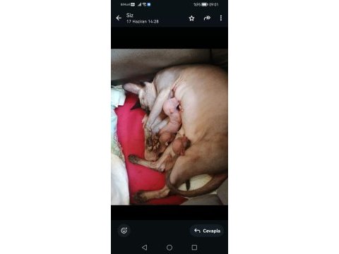 Bebişler yeni yuvasını arıyor sfenks
