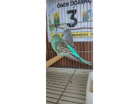 Yavru show jumbo muhabbet kuşlar