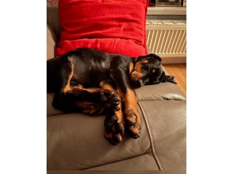 Asosyalseniz dobermana ihtiyacınız var