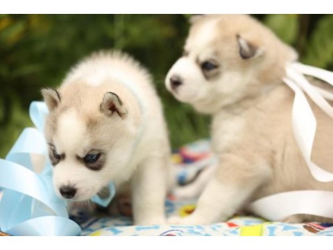 Husky yavruları
