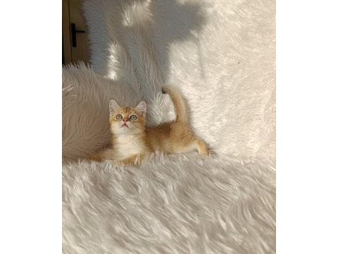 British shorthair golden oğlumuz