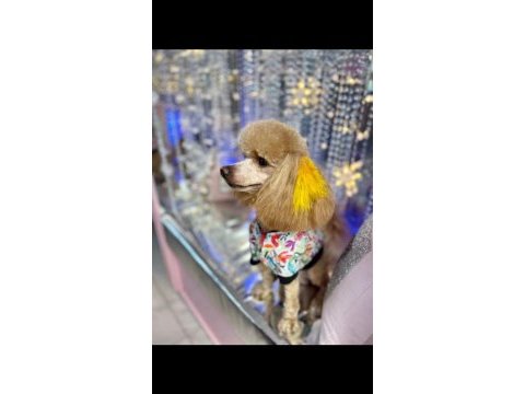 Secereli anneden toy poodle yavru
