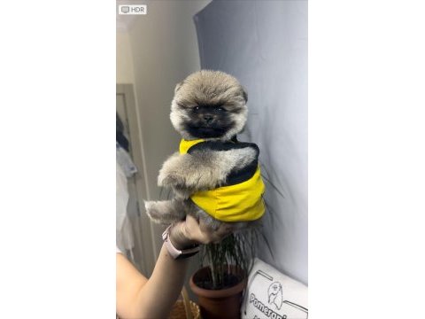 Antalya orjinal pomeranian yavrular