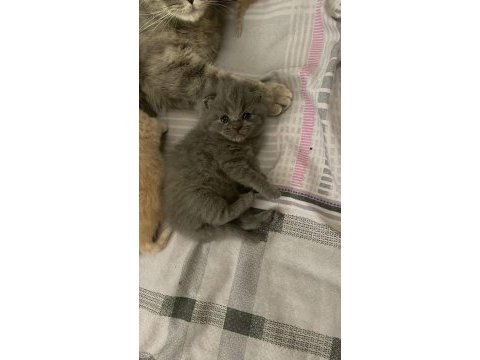Scottish fold yavrularımız yeni sahiplerini bekliyor