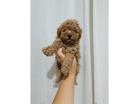 Poodle bebeklerimiz