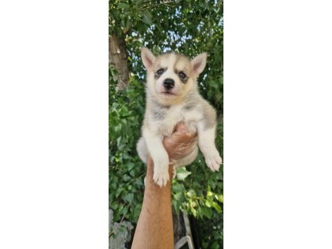 Renk renk husky yavrularımız