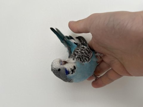 Muhteşem jumbo muhabbet kuşu takım