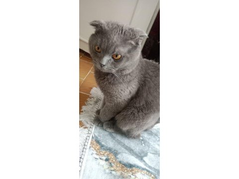 1 yaşında scottish fold