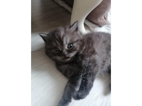 2 aylık british shorthair