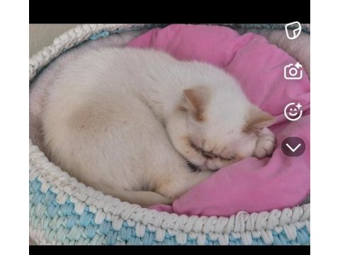 Exotic shorthair red point dişi
