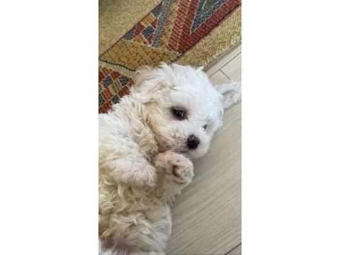 2.5 aylık 0 numara maltipoo max 3 kg olur
