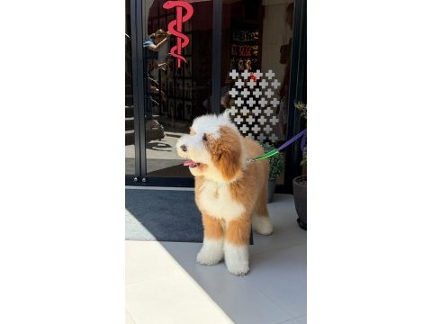 Çift renk kahve beyaz giant dev poodle yavrular