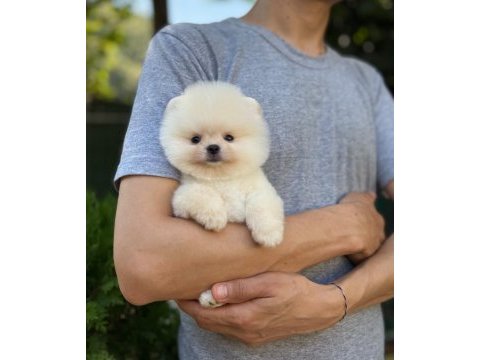 Üst kalite pomeranian boo