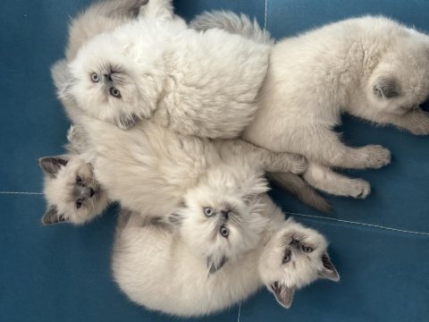 3 dişi ve 2 erkek british longhair