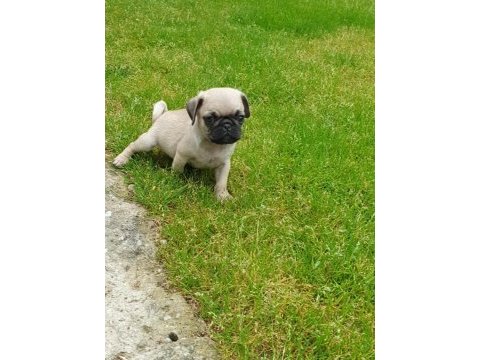 Harika pug bebekler