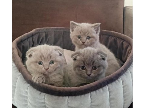 Scottish fold yavrularımız