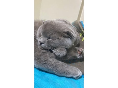 Scottish fold yavru