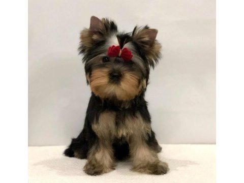 Mini minnak yorkshire