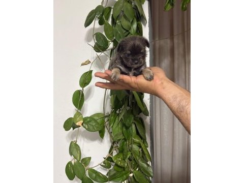 Minicik mutluluk teacup şivava yavruları