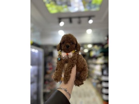 Birbirinden güzel toy poodle bebekler