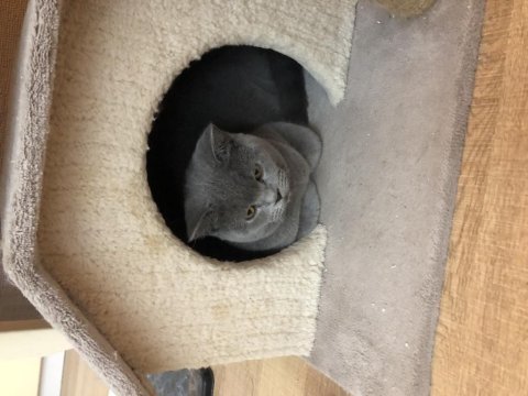 1 yaşında british shorthair gece yuvasını arıyor