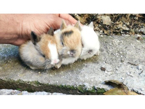 Hollanda cüce bebek tavşanlar