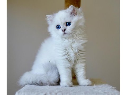 Anne baba şecereli british longhair