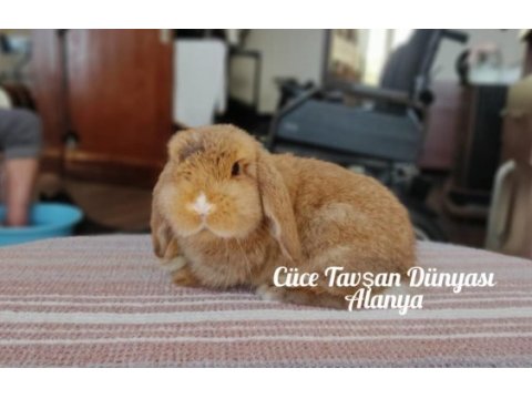 Cüce lop/miniatur lop cüce tavşan çiftliği