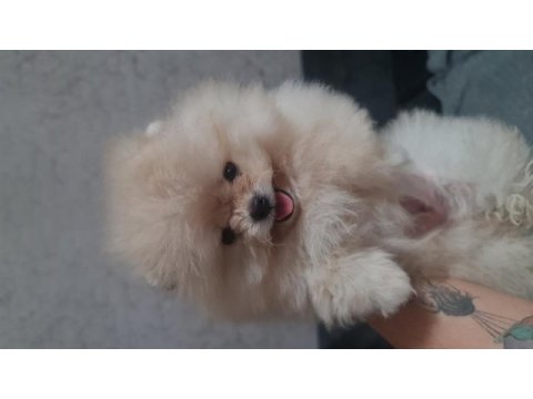 Show kalite pomeranian boo