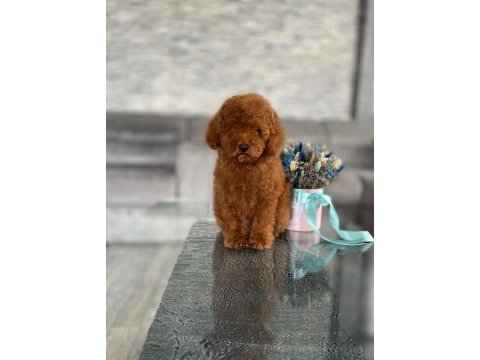 Poodle bebekler