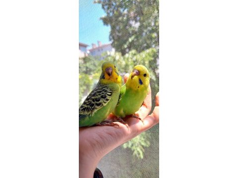 Öğretmenden evde beslenen temiz ve bakımlı muhabbet kuşları