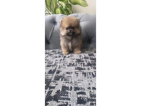 Pomeranian bebekler