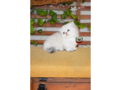 Munchkin cüce kedimiz erkek point