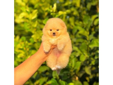 Ayıcık surat pomeranian boo