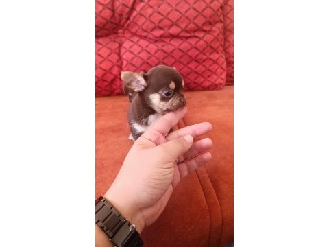 Orjinal elma kafa çikolata renk chihuahua