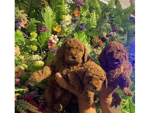 Toy poodle yavrularımız