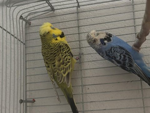 Jumbo çift muhabbet kuşu