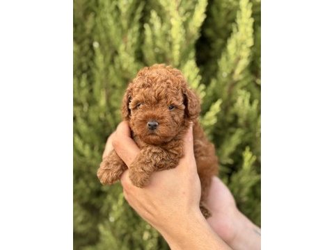 Yasal çiftlikten kurabiye tadında poodle yavrular
