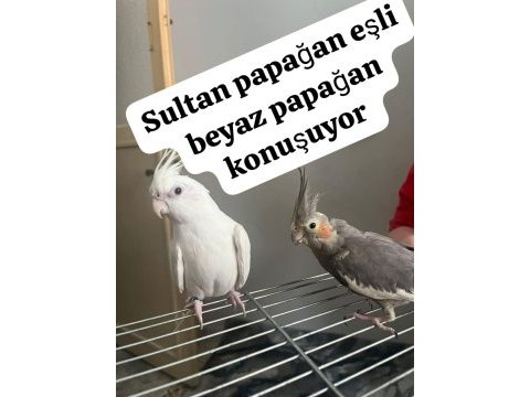 Sultan papağanımız