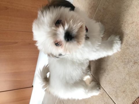 Shih tzu aslan