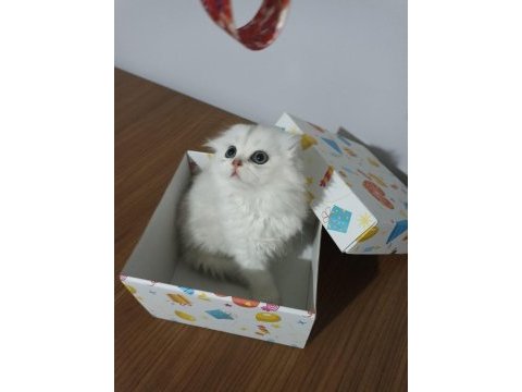 Mükemmel sıfır kulak scottish fold longhair bebeğim
