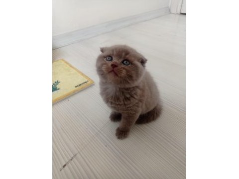 Mükemmel lilac scottish fold yavrumuz