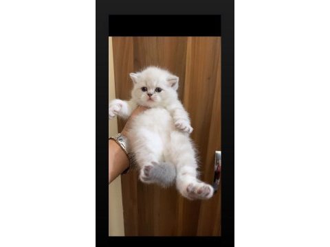Safkan mavi göz ayıcık suratlı british shorthair yavrular