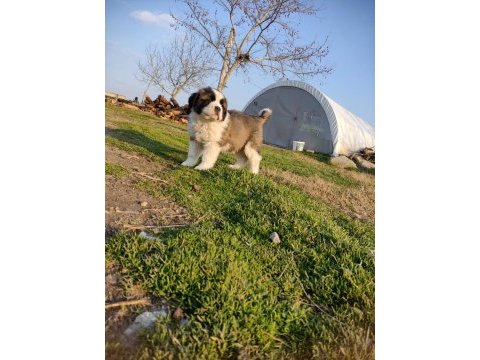 Mükemmel kalite st bernard yavrular