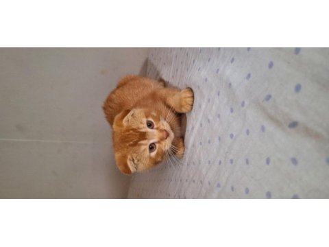 Scottish fold gold yavrumuz