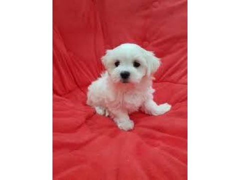 Maltese terrier xs karbeyaz sevimli bebeklerim