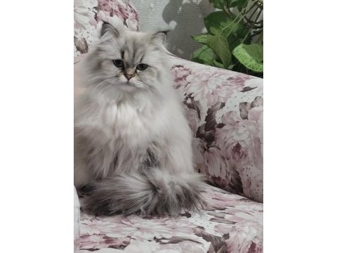 Kedimiz prenses için harika yuva arıyoruz