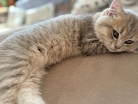 British longhair erkek
