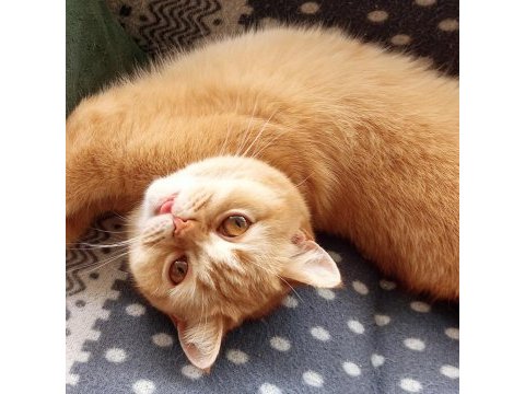 4 yaşında british shorthair dişi kısır kediler