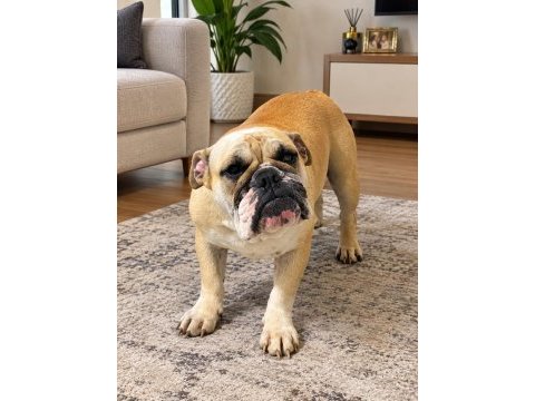 Görünüşüyle hayran bırakan ingiliz bulldog